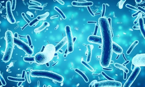M.Sc. Microbiology